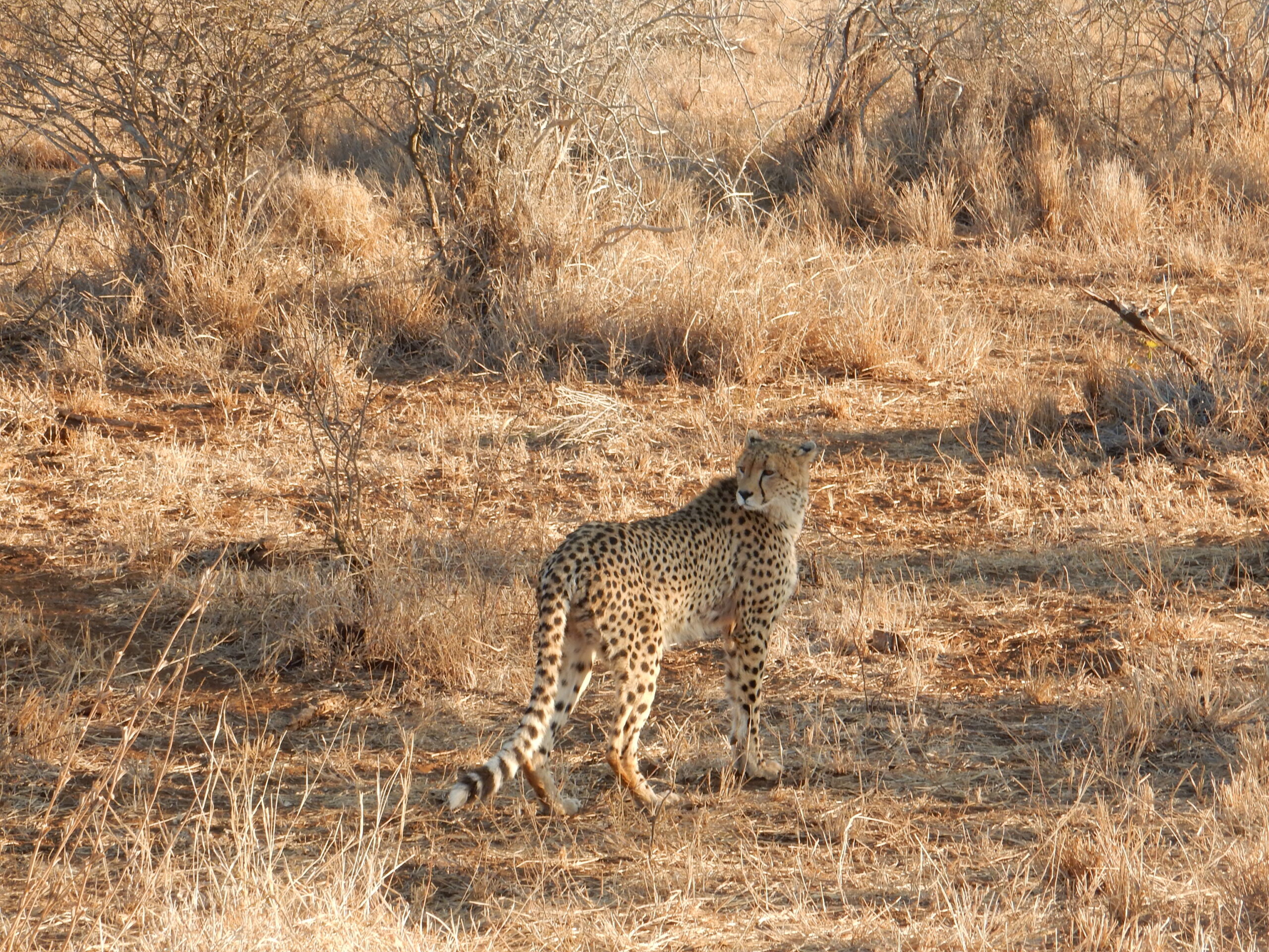 Picture of a cheetah
